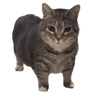 uiacat